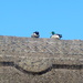 Ducks On A Roof by davemockford