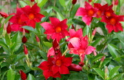 9th Mar 2020 - Red flowers