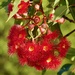 Red Flowering Gum P3070889 by merrelyn
