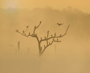 9th Mar 2020 - LHG1530-morning fog