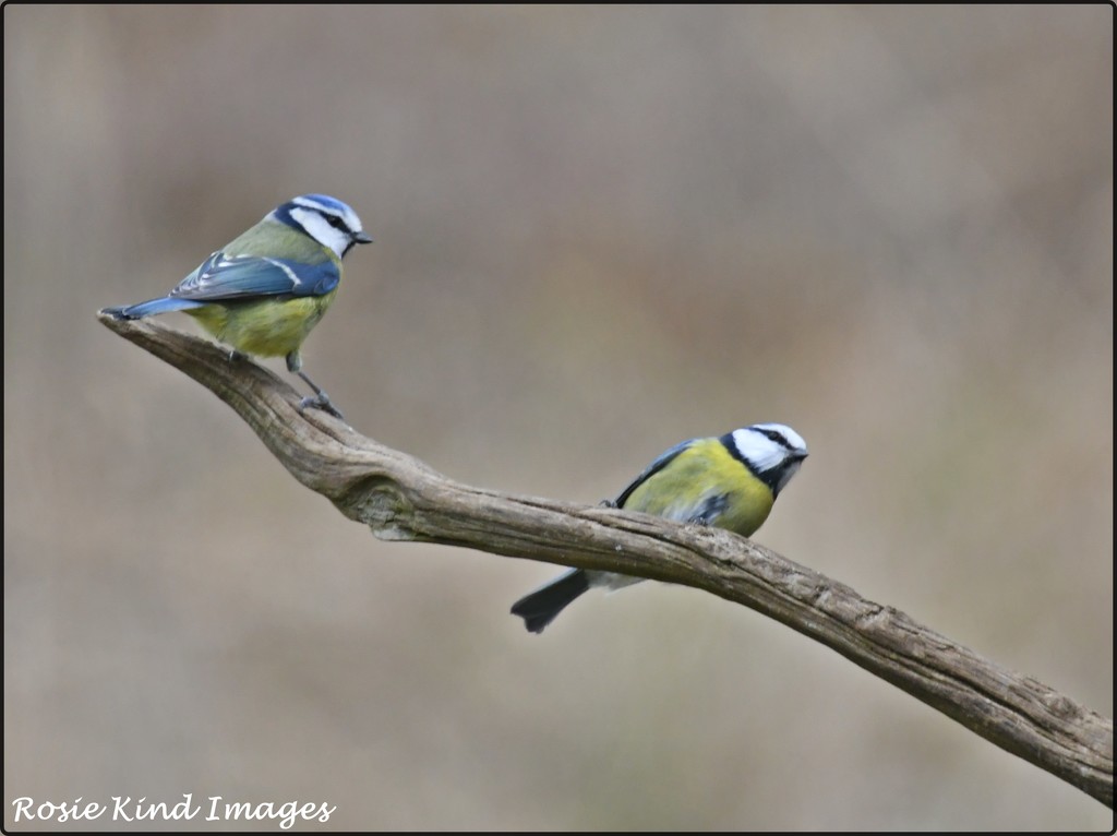 A pair of blue tits by rosiekind