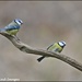 A pair of blue tits by rosiekind