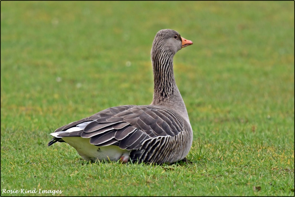 Greylag goose by rosiekind