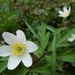Wood anemone by julienne1