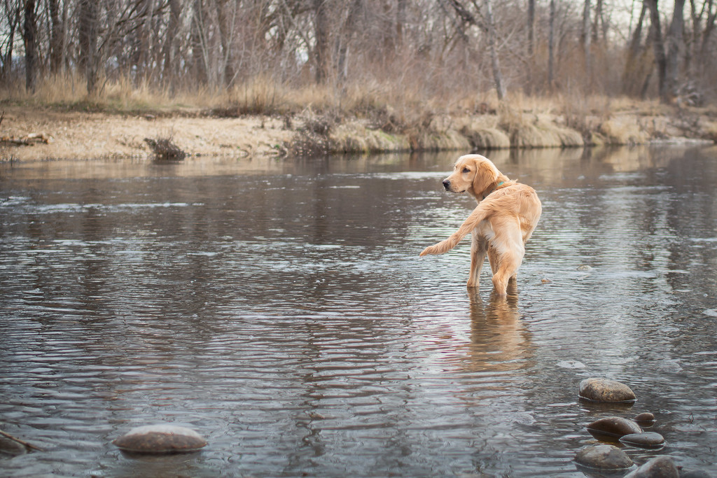 Water Dog? by tina_mac