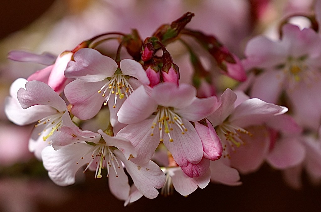 Pink Blossom by carole_sandford