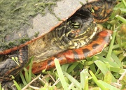 5th Mar 2020 - Res bellied slider?