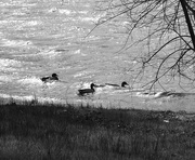 9th Mar 2020 - Ducks bobbing on Paimpont Lake.