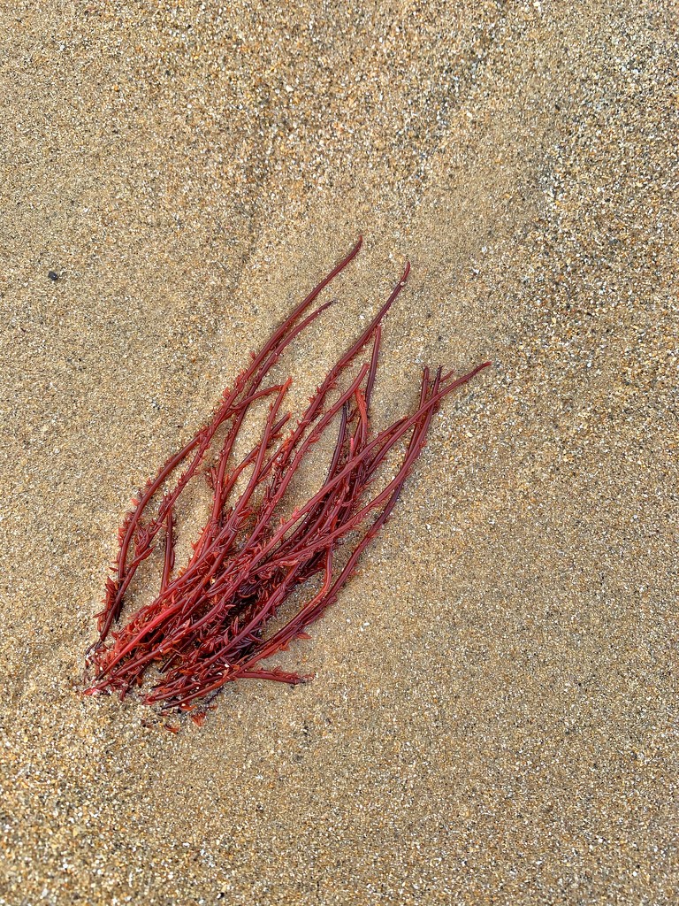 Red alga.  by cocobella