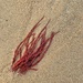 Red alga.  by cocobella