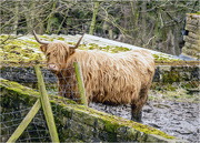 9th Mar 2020 - Highland Cow