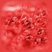 9th Mar 2020 - Nature - Red 2