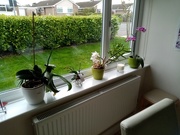 10th Mar 2020 - Orchids