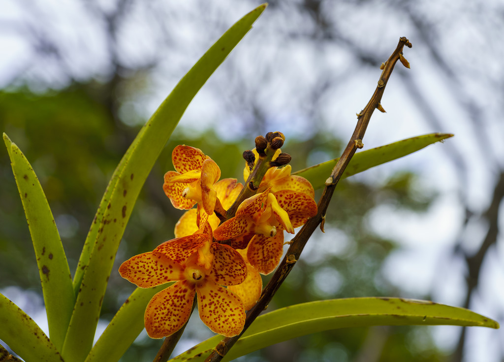  Orange Orchid  by jgpittenger