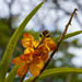  Orange Orchid  by jgpittenger