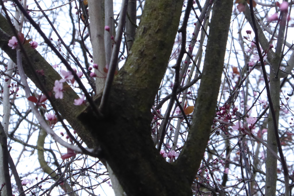 Just a glimpse of pink blossom by speedwell