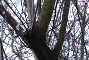 21st Feb 2020 - Just a glimpse of pink blossom