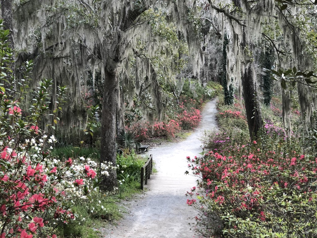 Path at Middleton Place Gardens by congaree