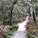 Path at Middleton Place Gardens by congaree