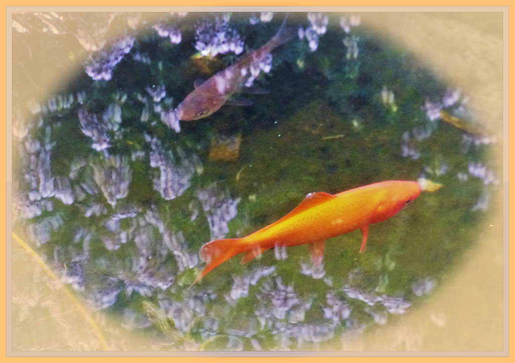 Goldfish   by beryl