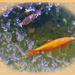 Goldfish   by beryl