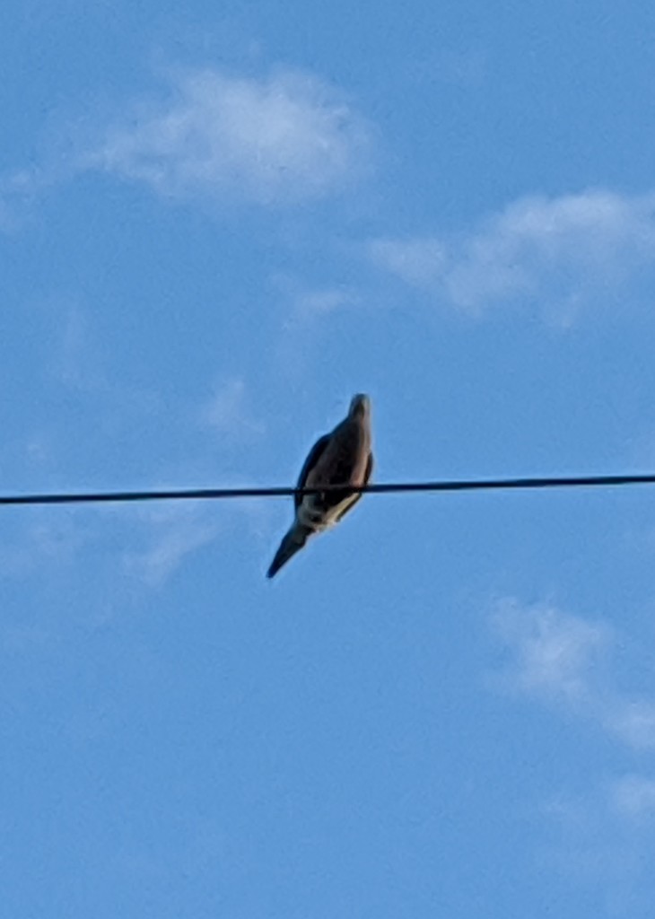 Bird on a Wire by photogypsy