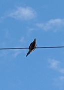 8th Mar 2020 - Bird on a Wire