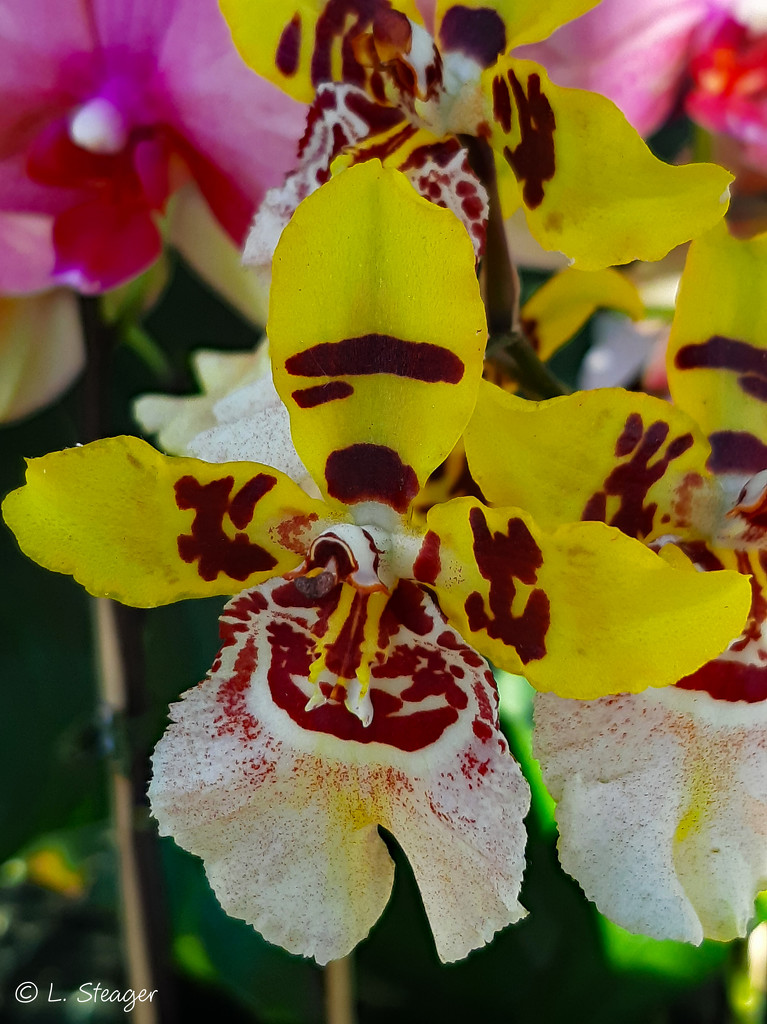 Rainbow Orchid by larrysphotos