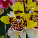 Rainbow Orchid by larrysphotos