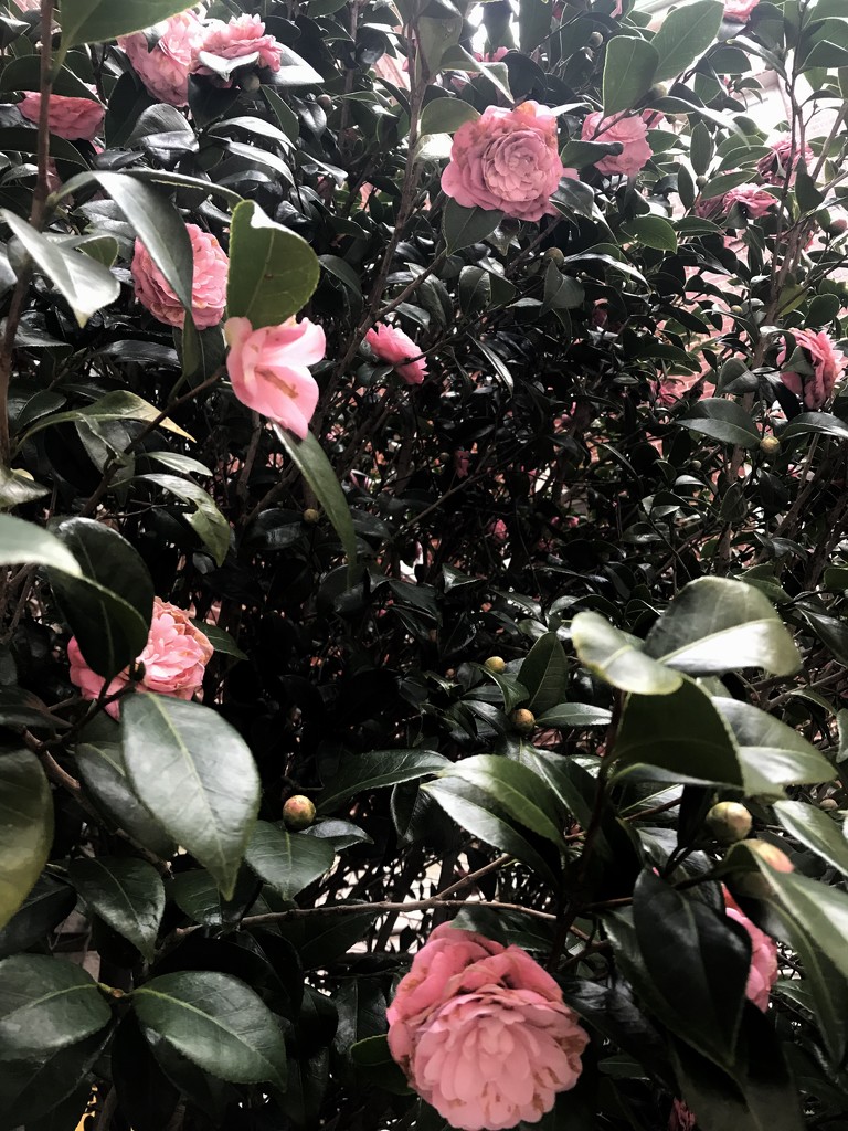 Camellias  by gratitudeyear
