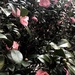 Camellias  by gratitudeyear
