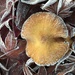 Frosty Mushroom by clay88
