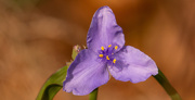9th Mar 2020 - Purple Flower!