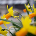 Daffodil by tina_mac