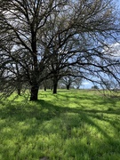 9th Mar 2020 - Oak grove 