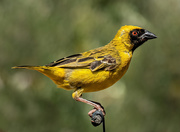 10th Mar 2020 - Masked Weaver 