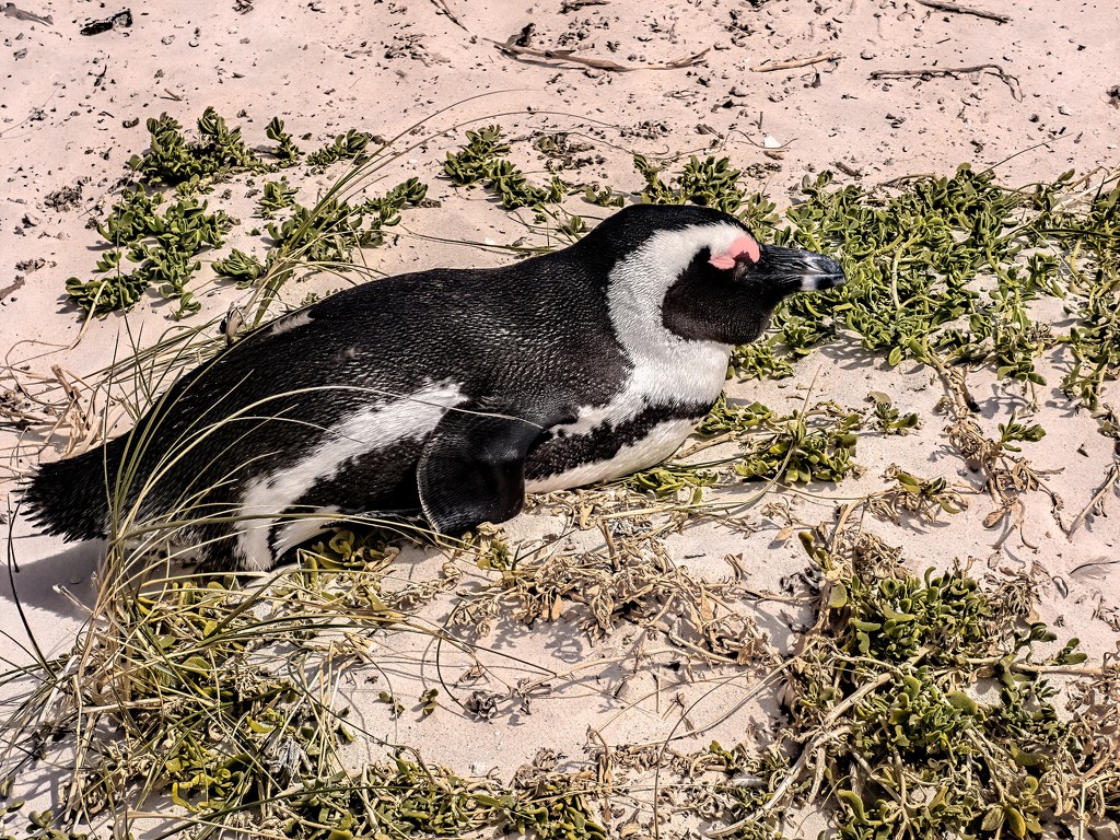 Penguin nesting by ludwigsdiana