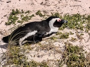 11th Mar 2020 - Penguin nesting