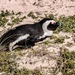 Penguin nesting by ludwigsdiana