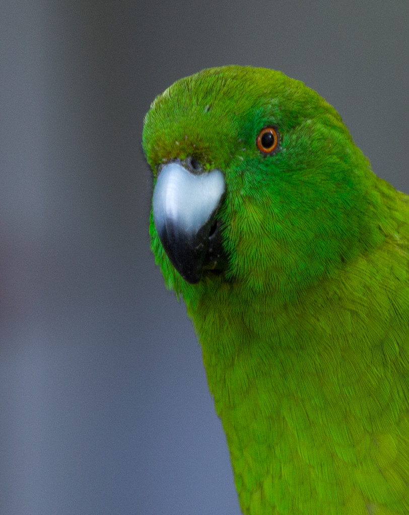 Green Parakeet by creative_shots