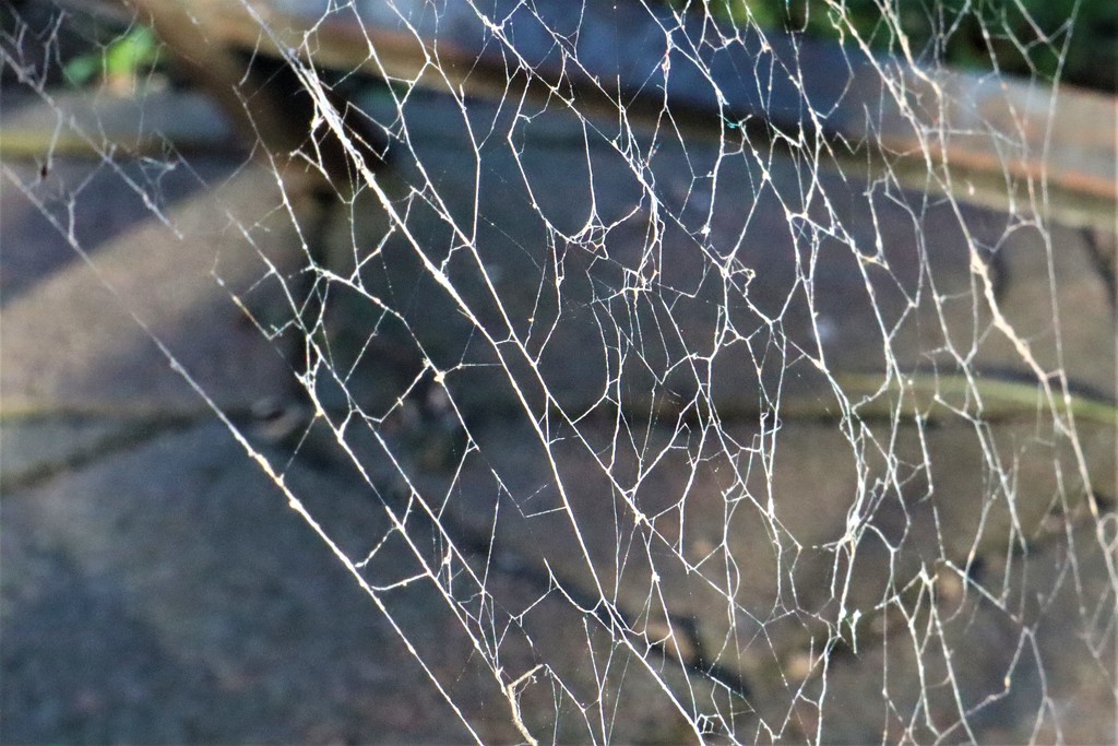 Spider web by sandradavies