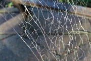 11th Mar 2020 - Spider web