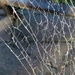 Spider web by sandradavies