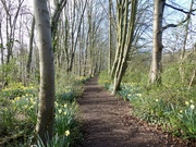 10th Mar 2020 - Woodland Path