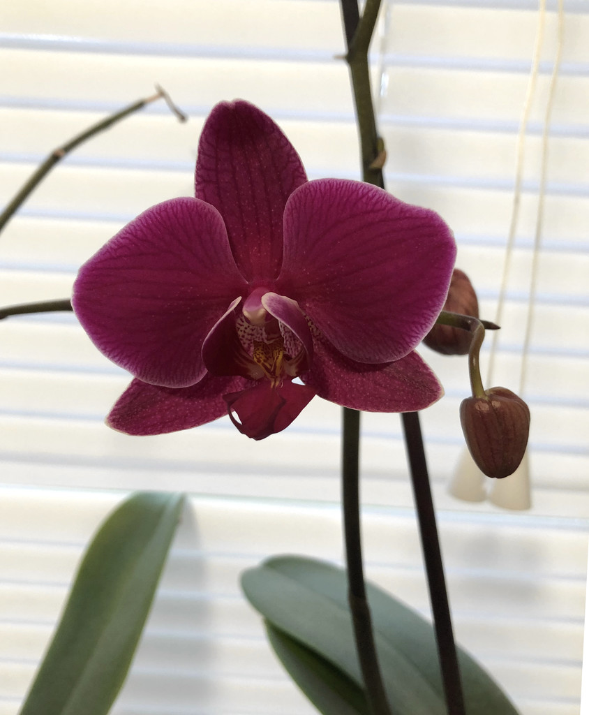 Orchid by arkensiel
