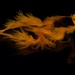 Lost Orange Feathers DSC_7307 by merrelyn