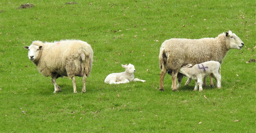  Lambs in Snowdonia  by susiemc