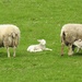  Lambs in Snowdonia  by susiemc