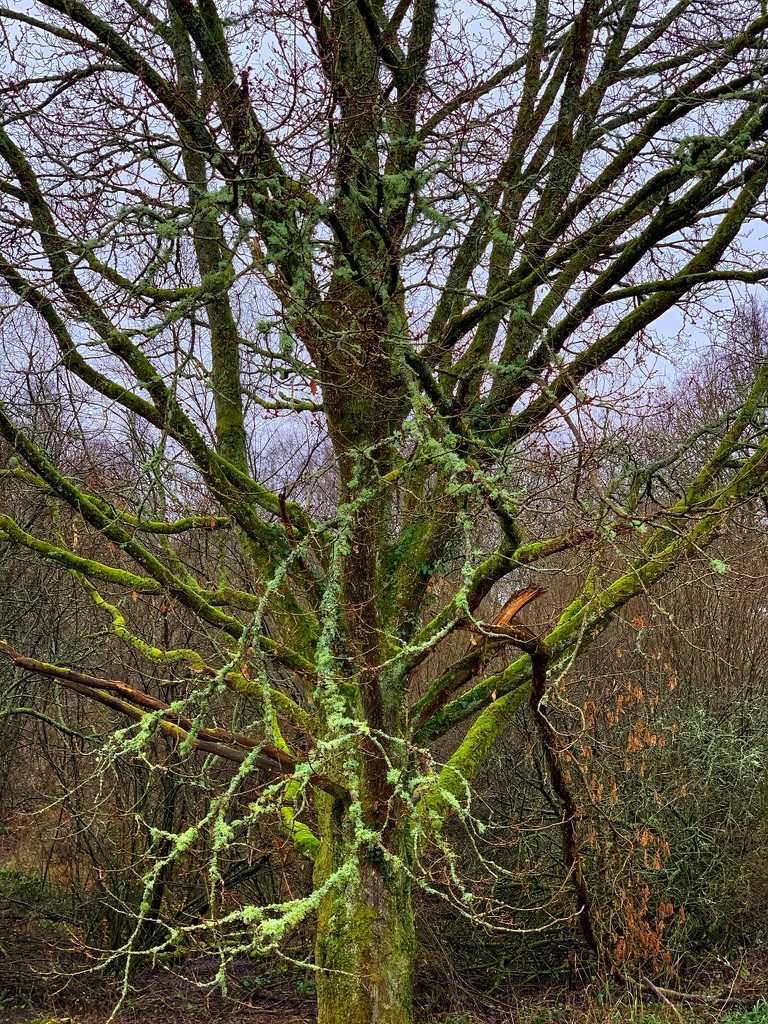 Mossy Tree by mattjcuk