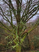 10th Mar 2020 - Mossy Tree
